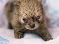 💋Micro Aurora, a female Pomeranian for sale in New York City, NY – Photo 4 of 6