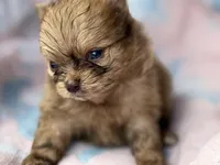 💋Micro Aurora, a female Pomeranian for sale in New York City, NY – Photo 1 of 6