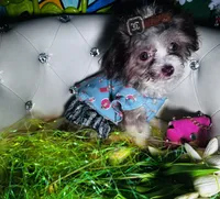 Akc Silver Beige, a female Poodle - Toy  for sale in New York City, NY – Photo 3 of 3