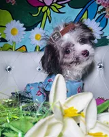 Akc Silver Beige, a female Poodle - Toy  for sale in New York City, NY – Photo 1 of 3