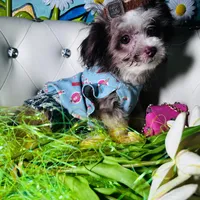 Akc Silver Beige, a female Poodle - Toy  for sale in New York City, NY – Photo 2 of 3