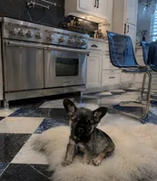 Exotic Longhair Pocket Supreme , a male French Bulldog and Poodle - Toy  for sale in New York City, NY – 1 of 4