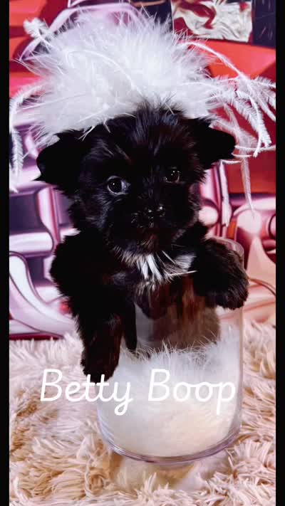  ⭐️ Tcup Sassy Betty Boop , a female Pomapoo for sale in New York City, NY – 3 of 6