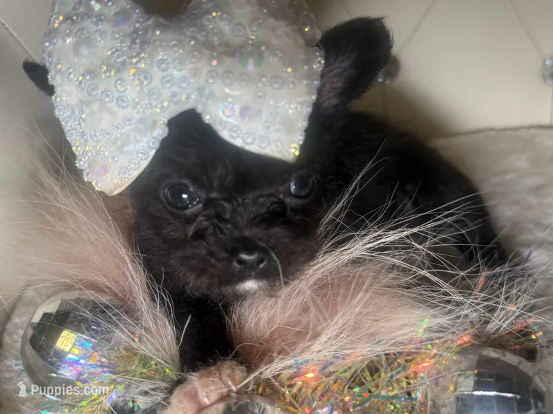 🔥Micro Nano  Mc Flurrie  💐 – Pomapoo puppy for sale in New York City, NY