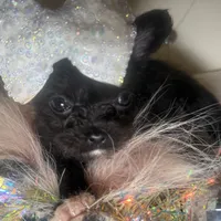 Micro Mc Flurrie, a female Pomapoo for sale in New York City, NY – Photo 7 of 10