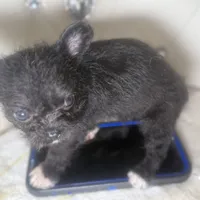 Micro Mc Flurrie, a female Pomapoo for sale in New York City, NY – Photo 5 of 10