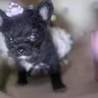 Micro Mc Flurrie, a female Pomapoo for sale in New York City, NY – Photo 10 of 10
