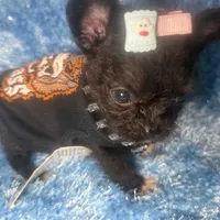 Micro Mc Flurrie, a female Pomapoo for sale in New York City, NY – Photo 6 of 10