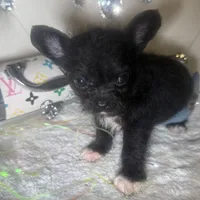 Micro Mc Flurrie, a female Pomapoo for sale in New York City, NY – Photo 9 of 10