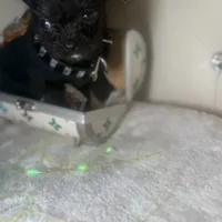 Micro Mc Flurrie, a female Pomapoo for sale in New York City, NY – Photo 3 of 10