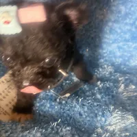 Micro Mc Flurrie, a female Pomapoo for sale in New York City, NY – Photo 2 of 10