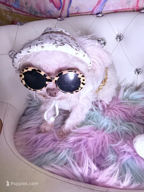 🌹Nano PrimeRose  – Pomapoo puppy for sale in New York City, NY