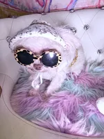 🌹Nano PrimeRose , a female Pomapoo for sale in New York City, NY – 1 of 6