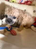 🐾Xs Teacup Puddin Pop , a male Poodle - Toy  for sale in New York City, NY – 6 of 8