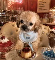 🐾Xs Teacup Puddin Pop , a male Poodle - Toy  for sale in New York City, NY – 1 of 8