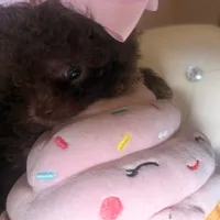🐻 Micro Teddy Glams, a female Pomeranian and Poodle - Toy  for sale in New York City, NY – Photo 5 of 10