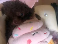 🐻 Micro Teddy Glams, a female Pomeranian and Poodle - Toy  for sale in New York City, NY – Photo 5 of 10