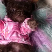 🐻 Micro Teddy Glams, a female Pomeranian and Poodle - Toy  for sale in New York City, NY – Photo 2 of 10