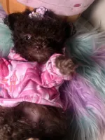 🐻 Micro Teddy Glams, a female Pomeranian and Poodle - Toy  for sale in New York City, NY – Photo 2 of 10