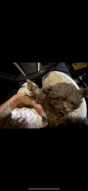 🐻 Micro Teddy Glams – Pomeranian, Poodle - Toy  puppy for sale in New York City, NY