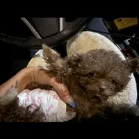 🐻 Micro Teddy Glams, a female Pomeranian and Poodle - Toy  for sale in New York City, NY – Photo 4 of 10