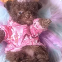 🐻 Micro Teddy Glams, a female Pomeranian and Poodle - Toy  for sale in New York City, NY – Photo 7 of 10