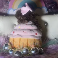 🐻 Micro Teddy Glams, a female Pomeranian and Poodle - Toy  for sale in New York City, NY – Photo 8 of 10