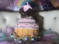 🐻 Micro Teddy Glams, a female Pomeranian and Poodle - Toy  for sale in New York City, NY – Photo 8 of 10