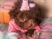 🐻 Micro Teddy Glams, a female Pomeranian and Poodle - Toy  for sale in New York City, NY – Photo 6 of 10