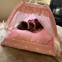 🐻 Micro Teddy Glams, a female Pomeranian and Poodle - Toy  for sale in New York City, NY – Photo 10 of 10