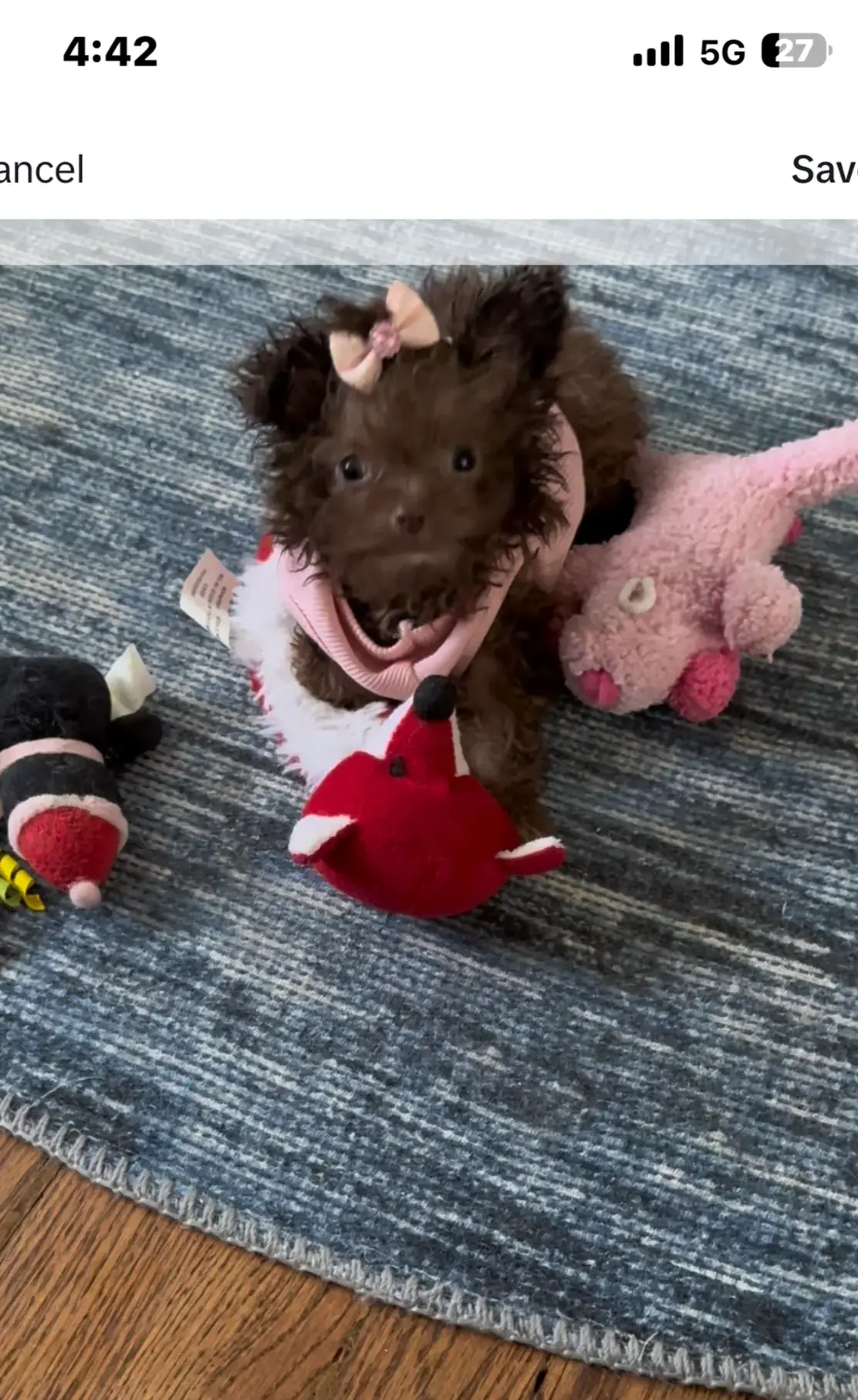 🐻 Micro Teddy Glams