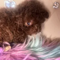 🐻 Micro Teddy Glams, a female Pomeranian and Poodle - Toy  for sale in New York City, NY – Photo 3 of 10