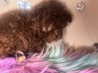 🐻 Micro Teddy Glams, a female Pomeranian and Poodle - Toy  for sale in New York City, NY – Photo 3 of 10