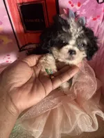 💕  Teacup  Cleopatra 🍭 , a female Poodle - Toy  for sale in New York City, NY – 6 of 10