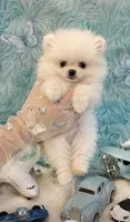 🍦 Micro Mr.Softee 🍦, a male Pomeranian for sale in New York City, NY – 2 of 8
