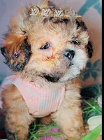 🍼 La•Ti•Da, a female Poodle - Toy  for sale in New York City, NY – Photo 4 of 7