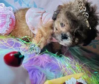 🍼 La•Ti•Da, a female Poodle - Toy  for sale in New York City, NY – Photo 7 of 7