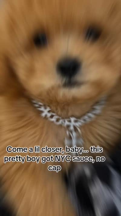 TCup Teddy DeLuxe, a male Poodle - Toy  for sale in New York City, NY – 2 of 3