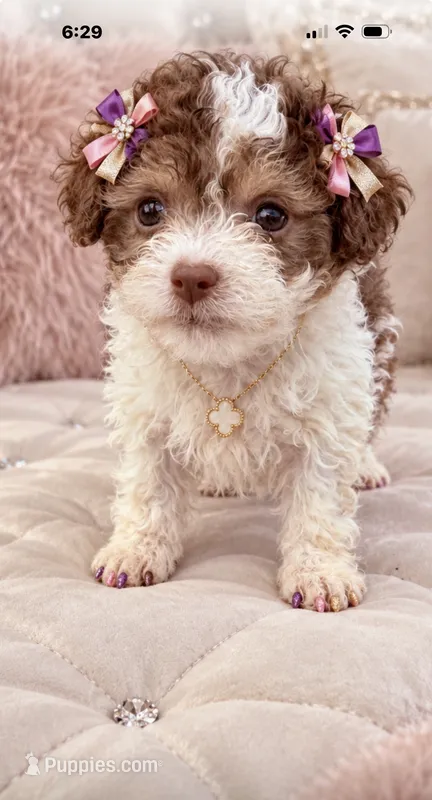 Tiny Tcup Amber Rose – Poodle - Toy  puppy for sale in New York City, NY