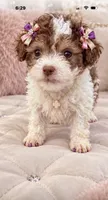 Tiny Tcup Amber Rose, a female Poodle - Toy  for sale in New York City, NY – 4 of 4