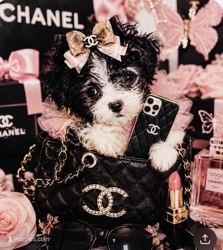 💕 Micro Teacup  Cleopatra 🍭 – Poodle - Toy  puppy for sale in New York City, NY