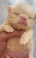 Pink Chandelier Reserved 4 Shirley/ Lucus, a female French Bulldog for sale in New York City, NY – 2 of 2