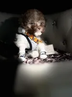 🍨AKC lil baby, a male Poodle - Toy  for sale in New York City, NY – Photo 4 of 7