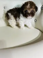 🍨AKC lil baby, a male Poodle - Toy  for sale in New York City, NY – Photo 5 of 7