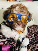 🍨AKC lil baby, a male Poodle - Toy  for sale in New York City, NY – Photo 1 of 7