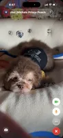 🧸Rare Phantom Tiny  Denim 🐾, a male Poodle - Toy  for sale in New York City, NY – 5 of 8