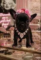 💝 Pocket  Teacup Velvet 🐾, a female French Bulldog and Pomapoo for sale in New York City, NY – 1 of 3