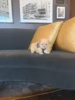 🐥 Micro Chicken Lil, a male Pomeranian and Poodle - Toy  for sale in New York City, NY – Photo 8 of 8