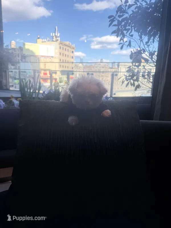 🐥 Micro Chicken Lil – Pomeranian, Poodle - Toy  puppy for sale in New York City, NY