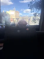 🐥 Micro Chicken Lil, a male Pomeranian and Poodle - Toy  for sale in New York City, NY – Photo 1 of 8